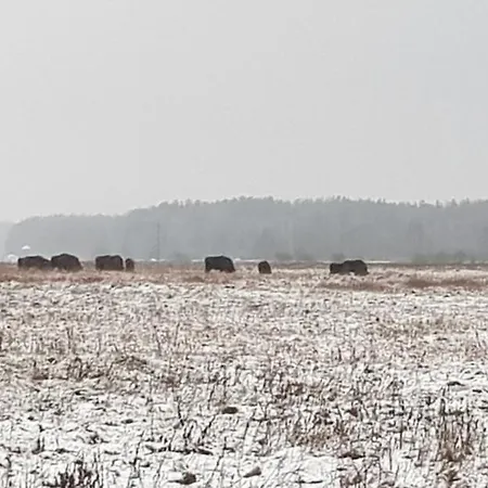 Zdalnie Z Lasu - Siedlisko W Puszczy Bialowieskiej Narewka Exterior foto