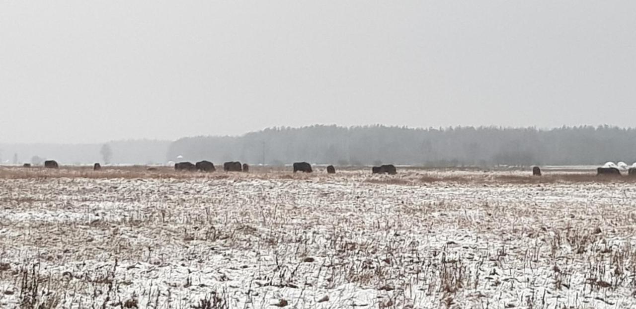 Zdalnie Z Lasu - Siedlisko W Puszczy Bialowieskiej * Narewka