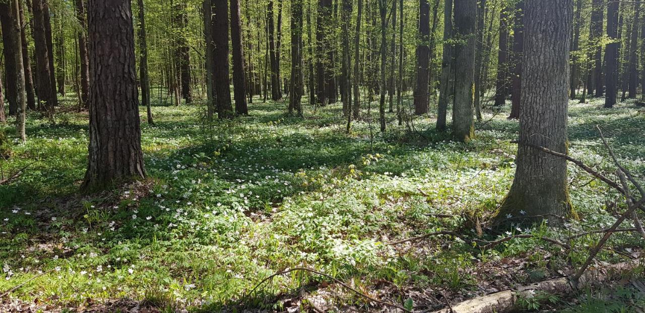 Zdalnie Z Lasu - Siedlisko W Puszczy Bialowieskiej Apartment Narewka